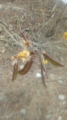 Cenostigma eriostachys