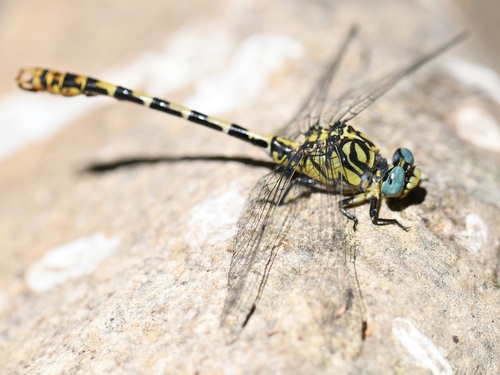 Small Pincertail