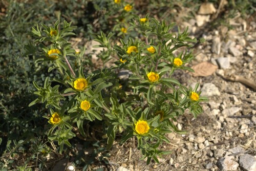 Asteriscus aquaticus, photograph 3