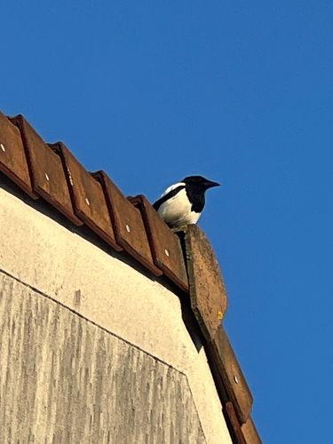 Eurasian Magpie