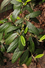 Cotoneaster × watereri