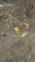 Cenostigma eriostachys