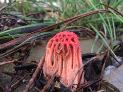 Colus hirudinosus