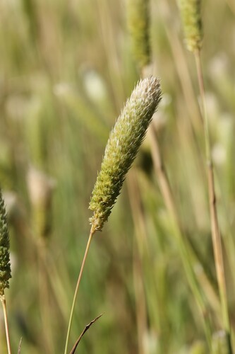 Phalaris paradoxa, photograph 1