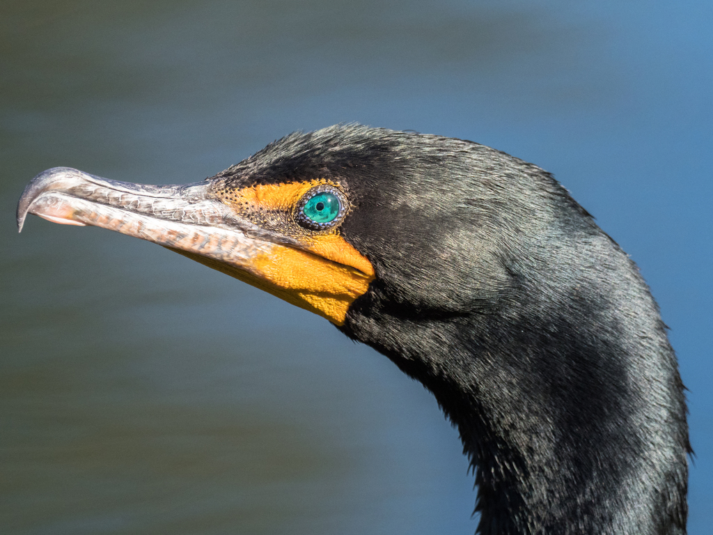 American Cormorants