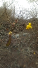 Cenostigma eriostachys