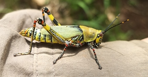 Variegated grasshopper