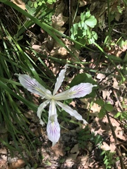 Iris tenuissima