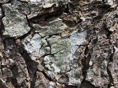 Buellia griseovirens