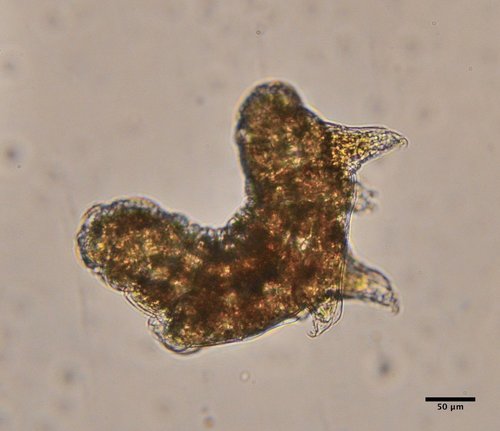 Parachela