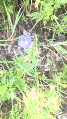 Linum pratense