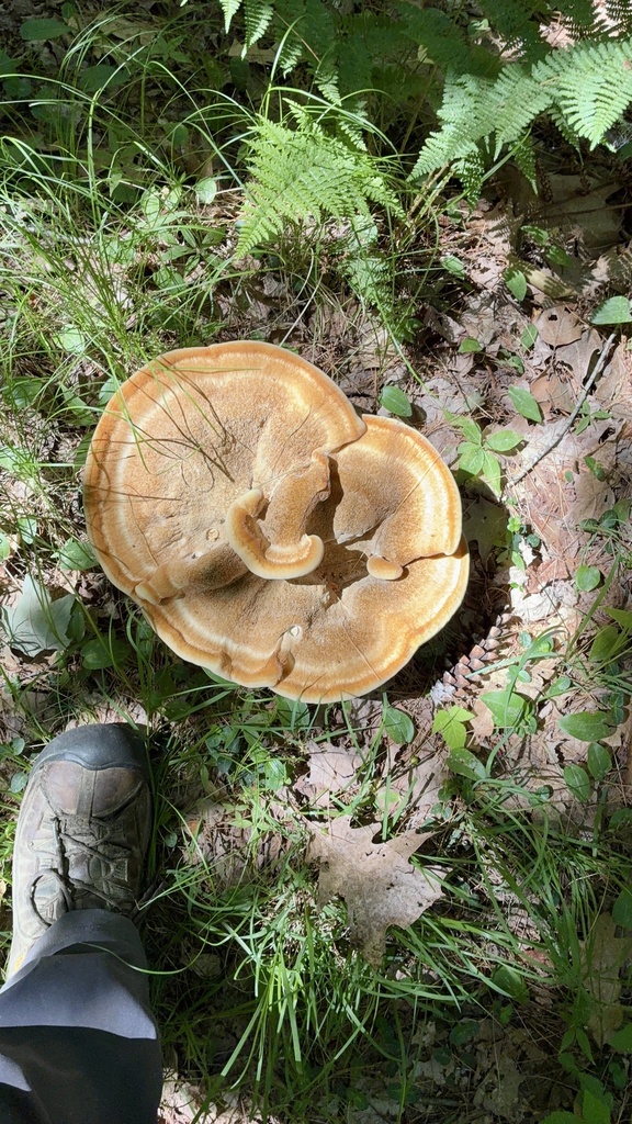 Berkeley's Polypore · June 2026 · photo: Photo: no rights reserved · iNaturalist