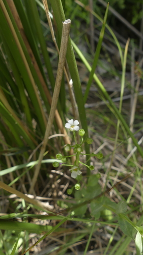 Thin Leaf Brookweed