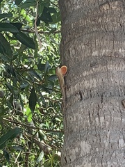 Anolis sagrei