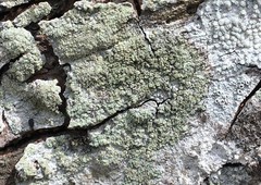 Buellia griseovirens