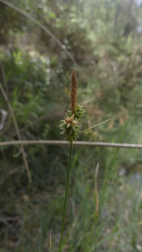 Carex mairei
