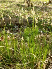 Carex alba
