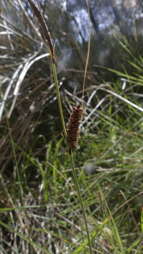 blue sedge