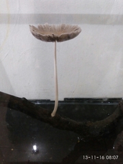 Agaricales