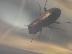 Notiophilus sylvaticus