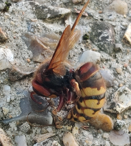 European Hornet