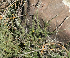 Pentziinae