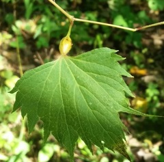Neolasioptera vitinea