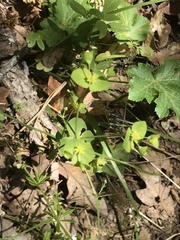 Euphorbia crenulata