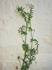 Vicia hirsuta