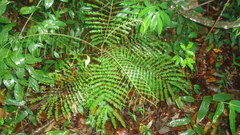 Angiospermae
