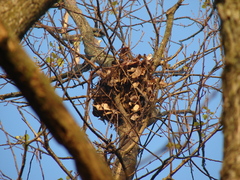 Callosciurus erythraeus