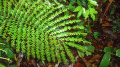 Angiospermae
