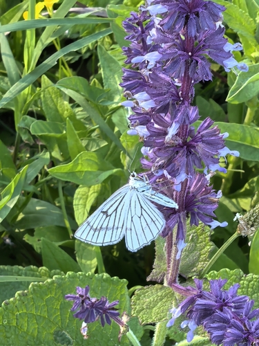 Black-veined Moth