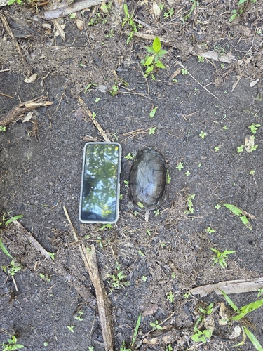 Mexican Mud Turtle (Kinosternon integrum)