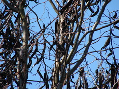 Gleditsia triacanthos