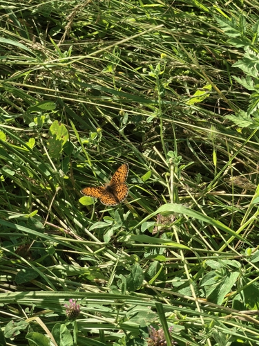 Twin-spot Fritillary