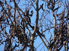 Callosciurus erythraeus