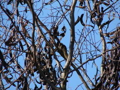Callosciurus erythraeus
