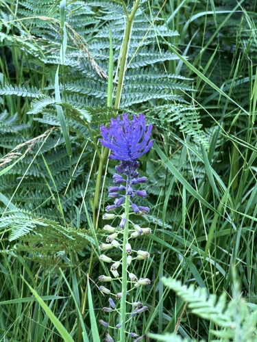 Tassel Hyacinth