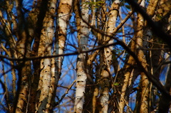 Piptadenia retusa