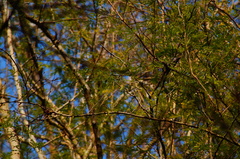 Piptadenia retusa