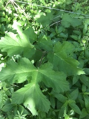 Heracleum sphondylium