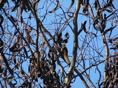 Callosciurus erythraeus