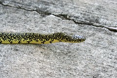 Lampropeltis
