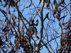 Callosciurus erythraeus