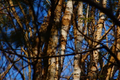 Piptadenia retusa