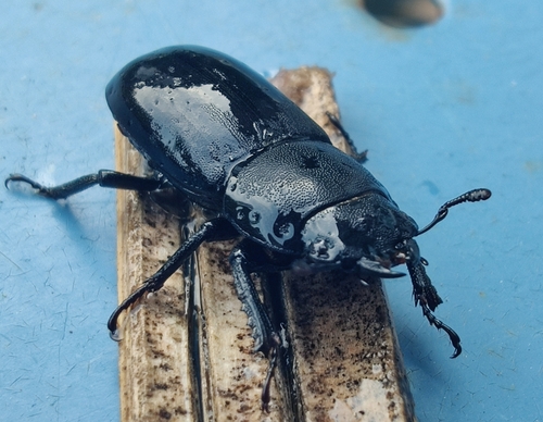 Lesser Stag Beetle