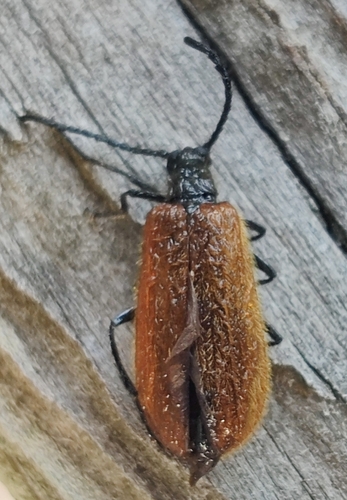 Rough-haired Lagria Beetle