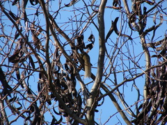 Callosciurus erythraeus