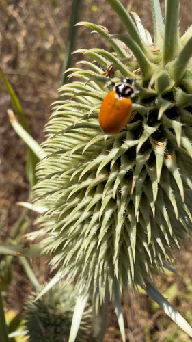 Ladybug